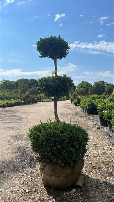 Buxus Sempervirens 'woodburn Select' - View 33 from www redcrocus com