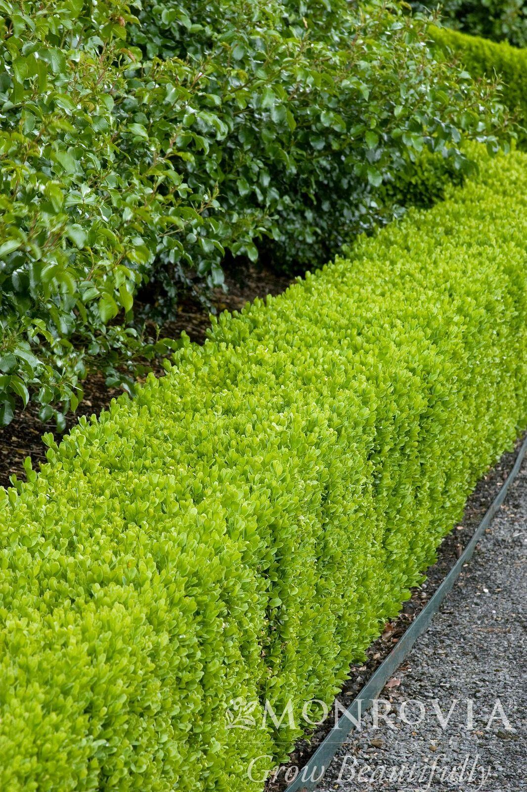 Buxus Sempervirens 'woodburn Select' - View 3 from www redcrocus com
