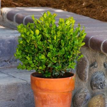 Buxus Sempervirens 'woodburn Select' - View 4 from www redcrocus com