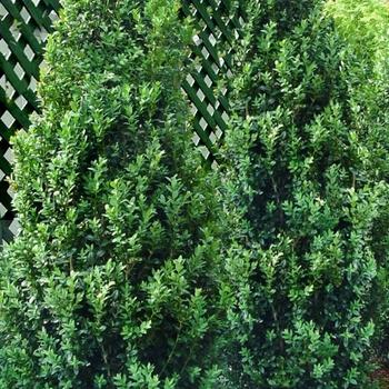 Buxus Sempervirens 'woodburn Select' - View 5 from www redcrocus com
