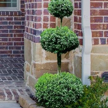 Buxus Sempervirens 'woodburn Select' - View 6 from www redcrocus com