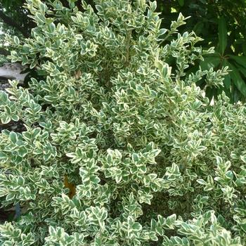 Buxus Sempervirens 'woodburn Select' - View 7 from www redcrocus com