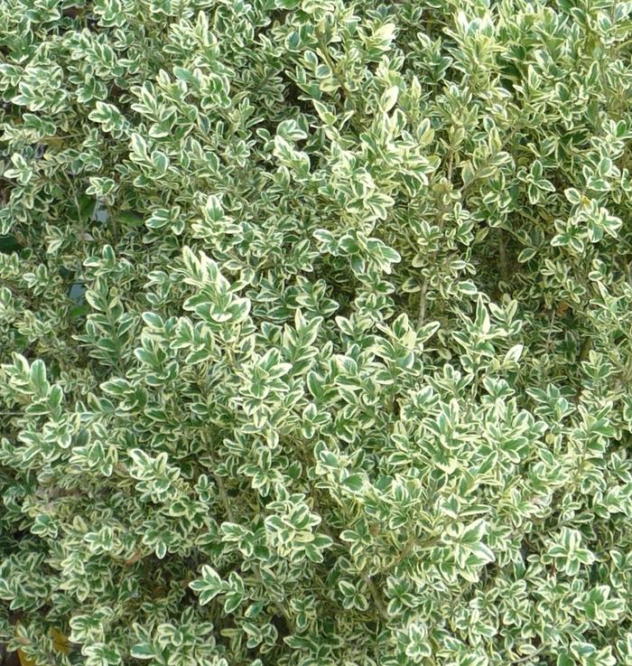 Buxus Sempervirens 'woodburn Select' - View 8 from www redcrocus com