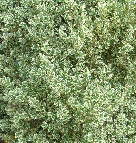 Buxus Sempervirens 'woodburn Select' - View 8 from www redcrocus com