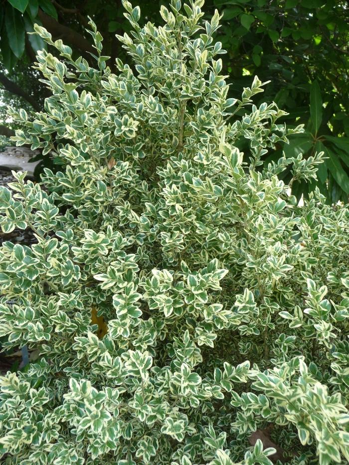 Buxus Sempervirens 'woodburn Select' - View 9 from www redcrocus com
