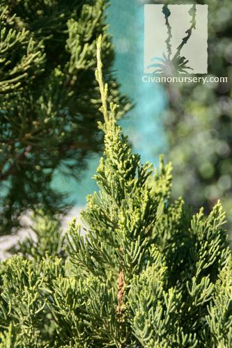 Juniperus Chinensis Torulosa - View 12 from www redcrocus com