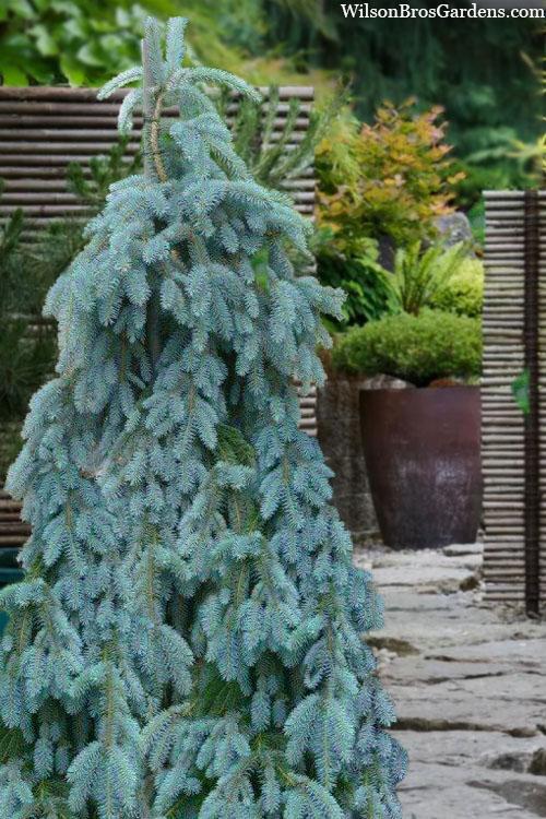 Picea Pungens 'the Blues' - View 14 from www redcrocus com