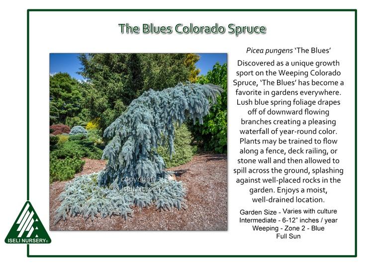 Picea Pungens 'the Blues' - View 1 from www redcrocus com