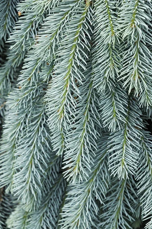 Picea Pungens 'the Blues' - View 20 from www redcrocus com