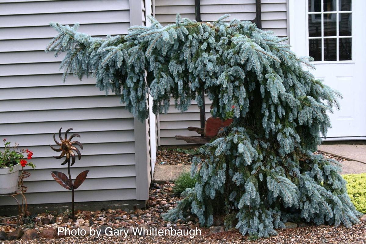 Picea Pungens 'the Blues' - View 23 from www redcrocus com