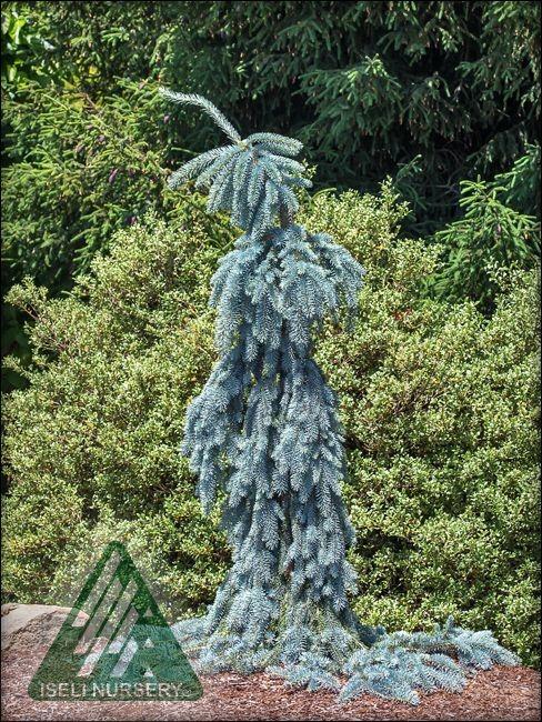 Picea Pungens 'the Blues' - View 25 from www redcrocus com