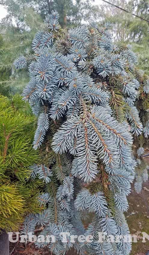 Picea Pungens 'the Blues' - View 26 from www redcrocus com