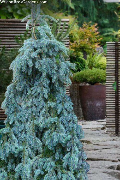 Picea Pungens 'the Blues' - View 2 from www redcrocus com