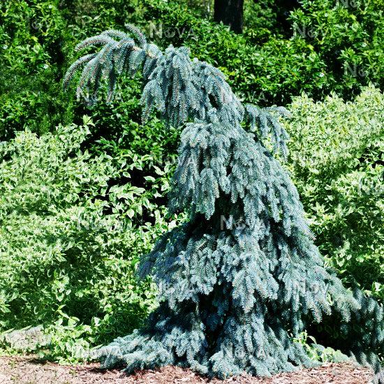 Picea Pungens 'the Blues' - View 31 from www redcrocus com