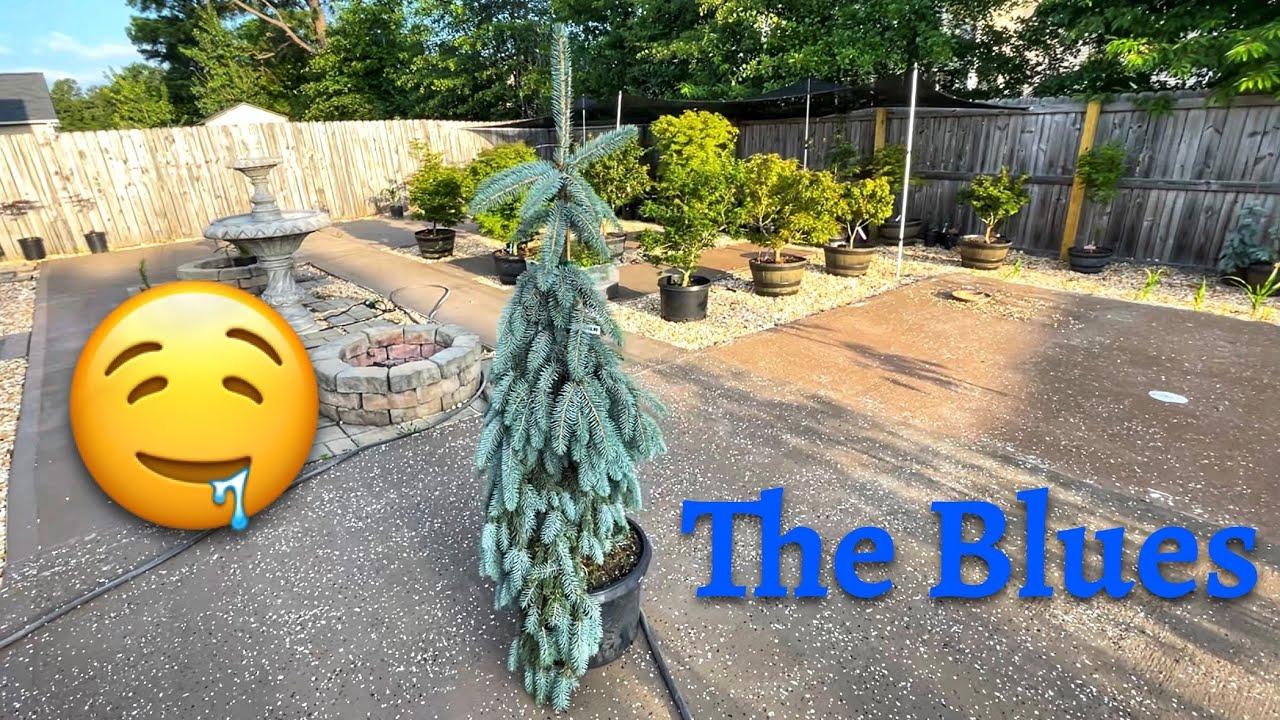 Picea Pungens 'the Blues' - View 32 from www redcrocus com