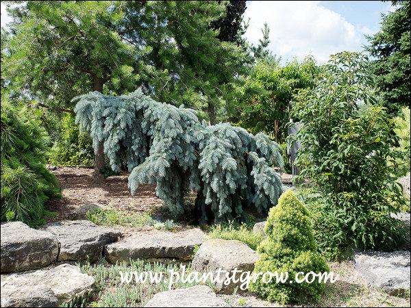 Picea Pungens 'the Blues' - View 33 from www redcrocus com