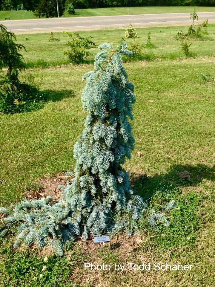 Picea Pungens 'the Blues' - View 34 from www redcrocus com