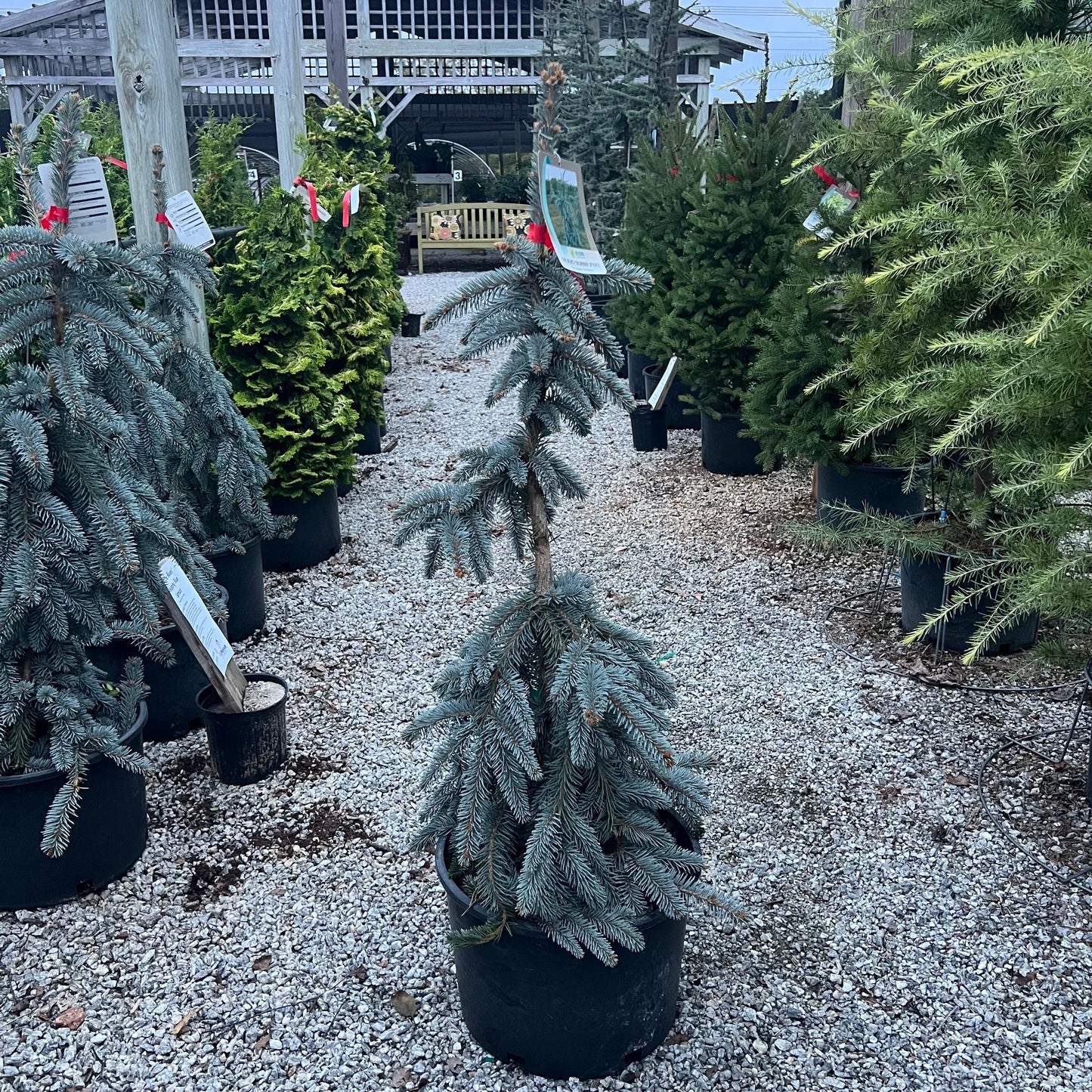 Picea Pungens 'the Blues' - View 35 from www redcrocus com
