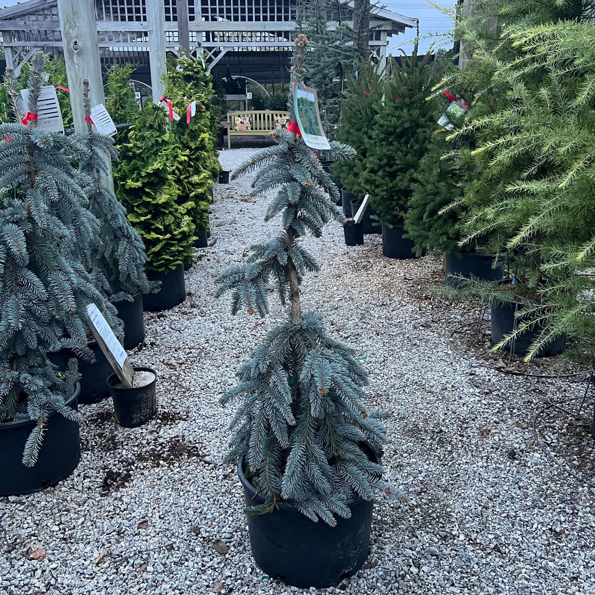 Picea Pungens 'the Blues' - View 35 from www redcrocus com