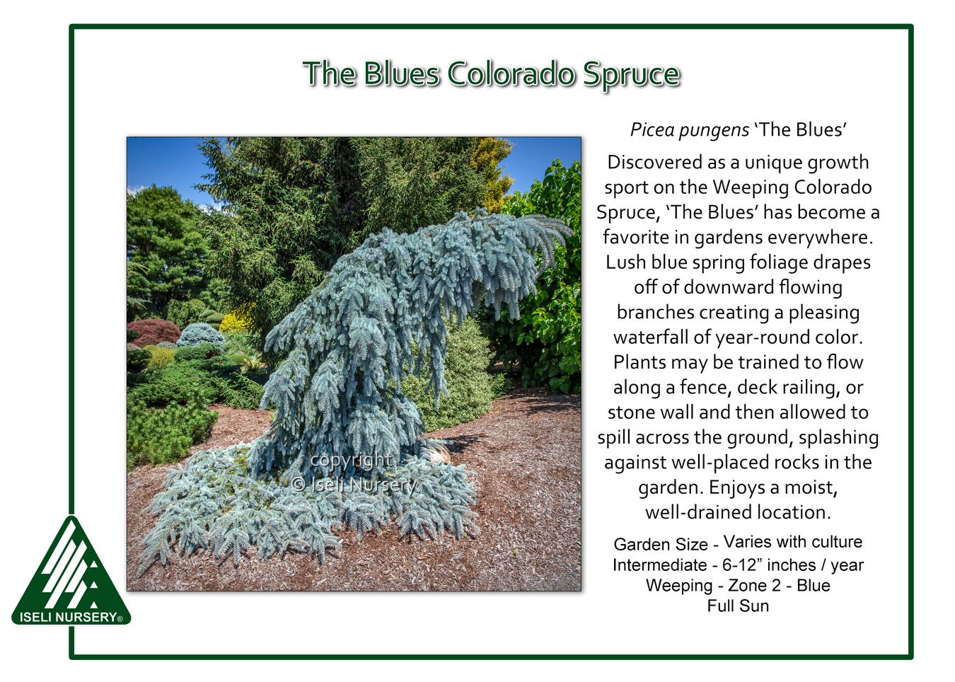 Picea Pungens 'the Blues' - View 3 from www redcrocus com