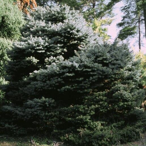 Picea Pungens Thume - View 10 from www redcrocus com