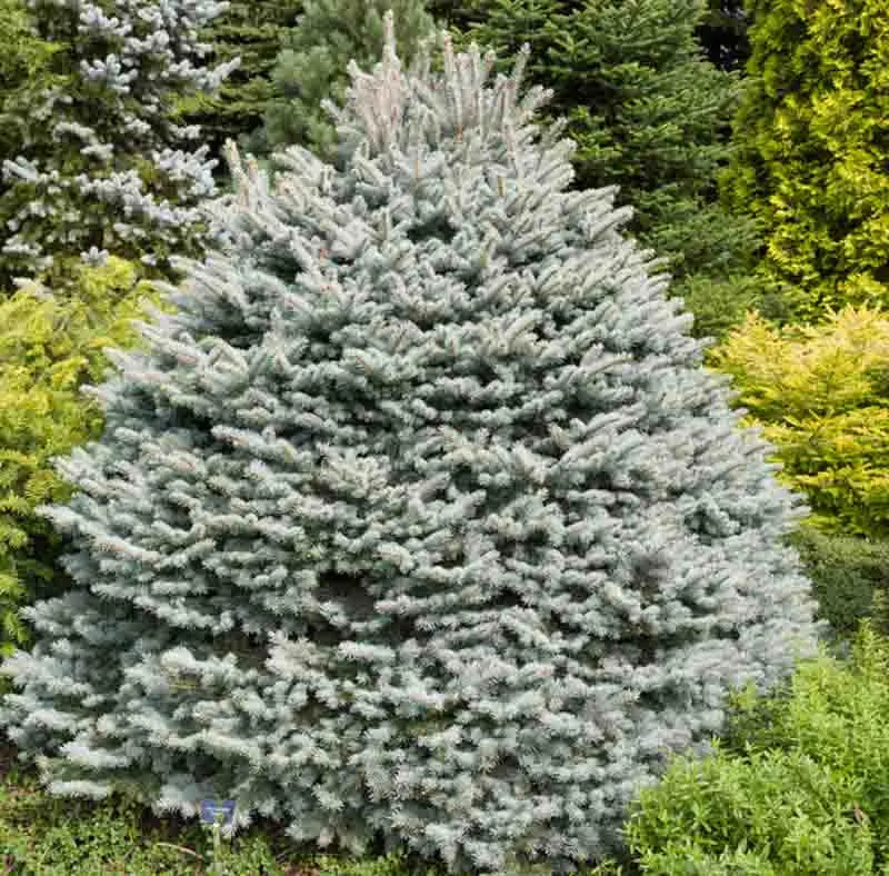 Picea Pungens Thume - View 11 from www redcrocus com