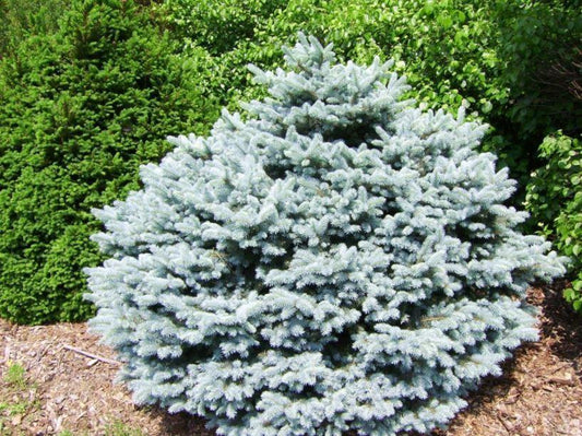 Picea Pungens Thume - View 1 from www redcrocus com