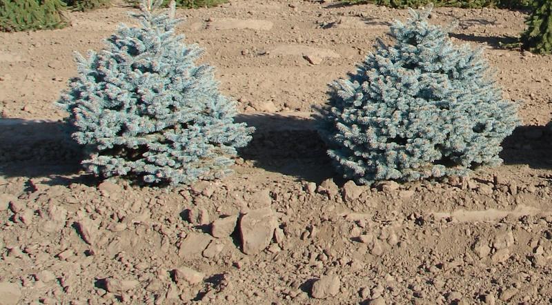 Picea Pungens Thume - View 6 from www redcrocus com