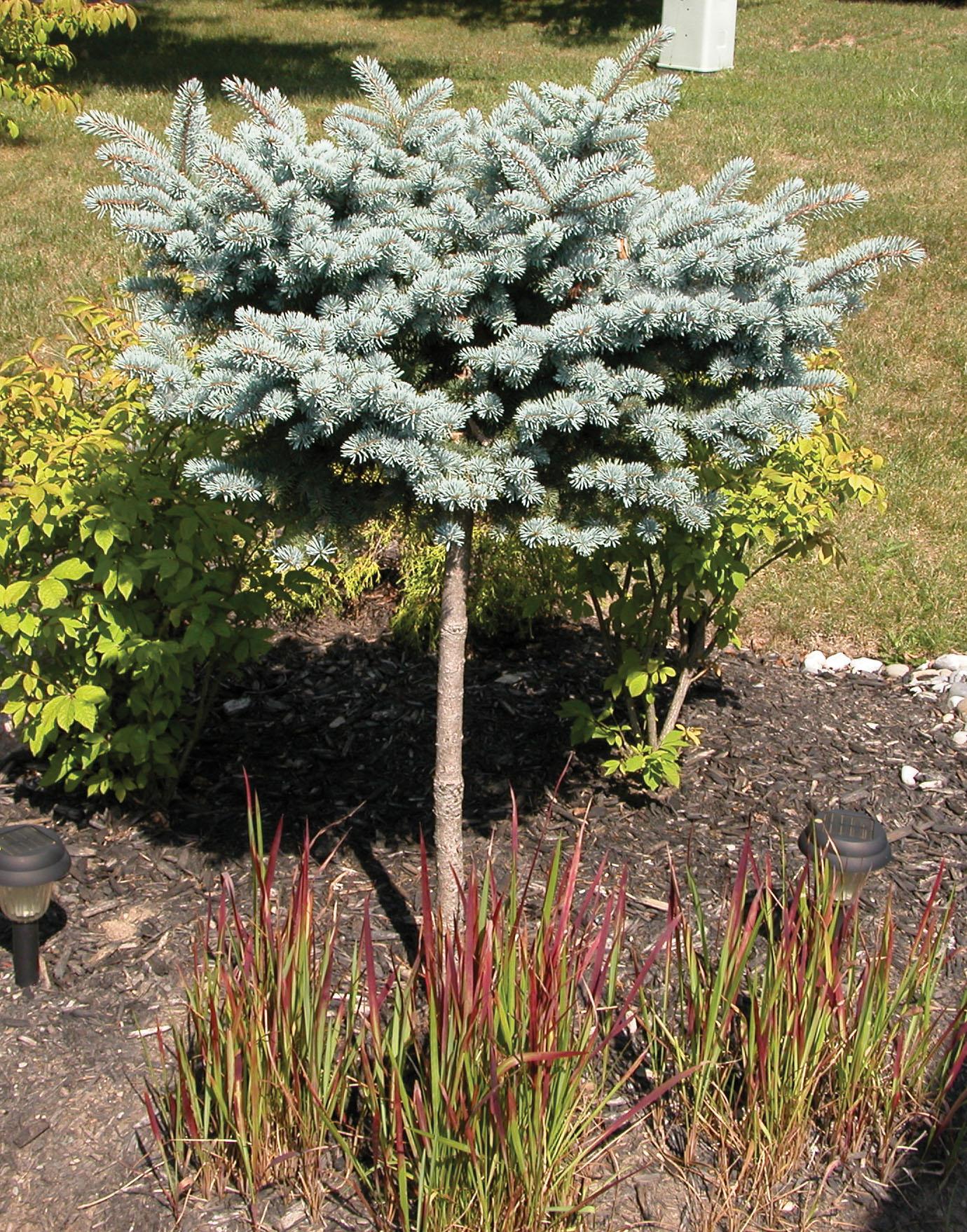 Picea Pungens Thume - View 7 from www redcrocus com