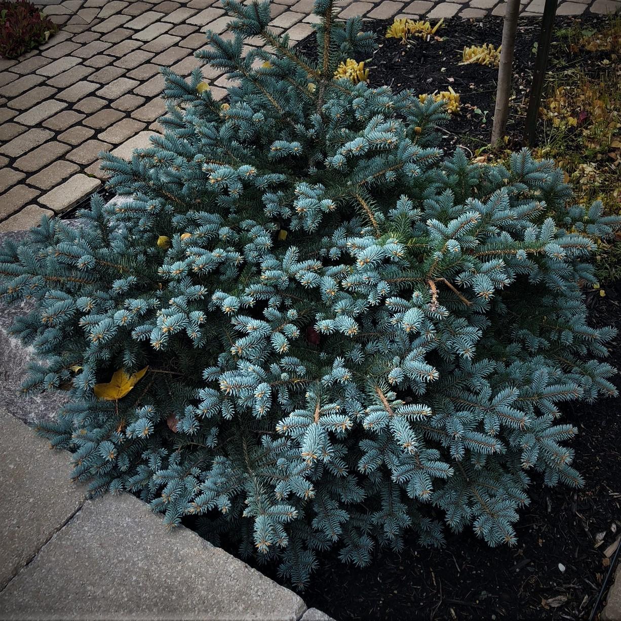 Picea Pungens Thume - View 9 from www redcrocus com