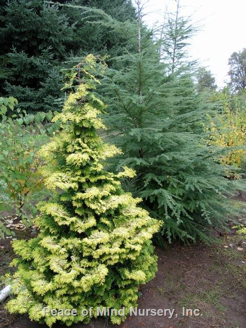 Chamaecyparis Obtusa 'confucius' - View 15 from www redcrocus com