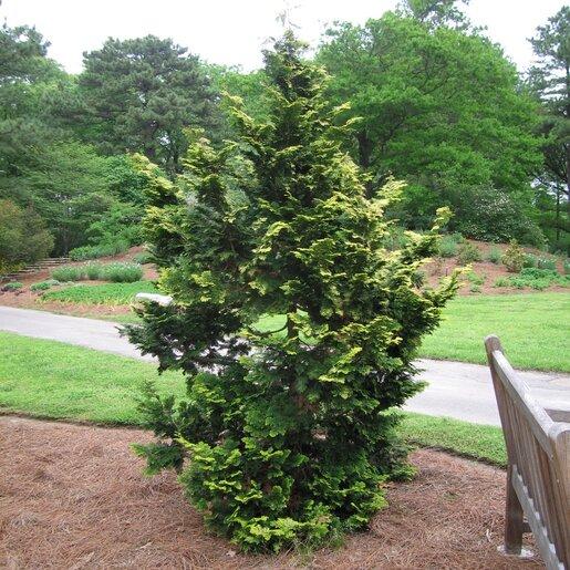 Chamaecyparis Obtusa 'confucius' - View 17 from www redcrocus com