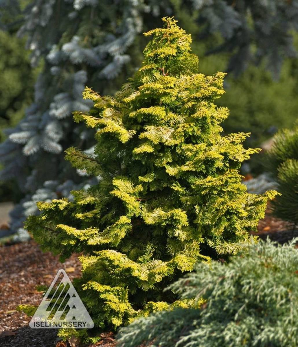 Chamaecyparis Obtusa 'confucius' - View 18 from www redcrocus com