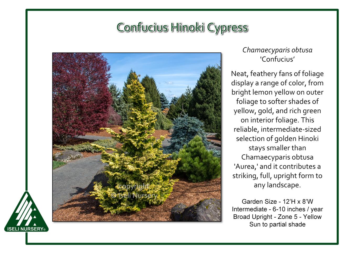 Chamaecyparis Obtusa 'confucius' - View 1 from www redcrocus com