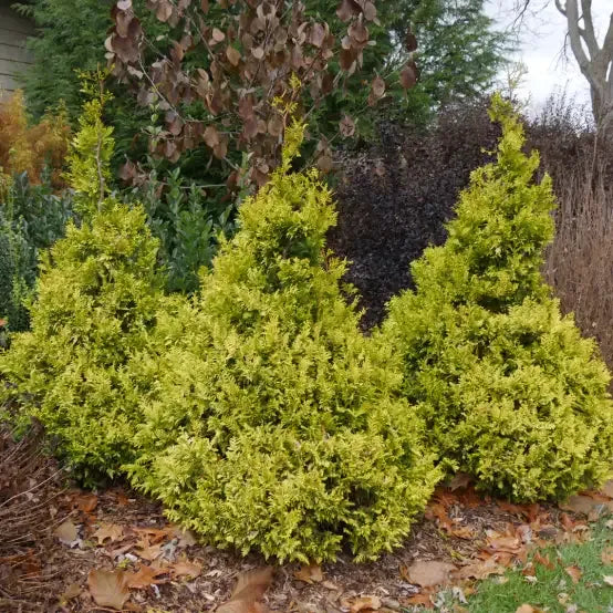 Chamaecyparis Obtusa 'confucius' - View 21 from www redcrocus com