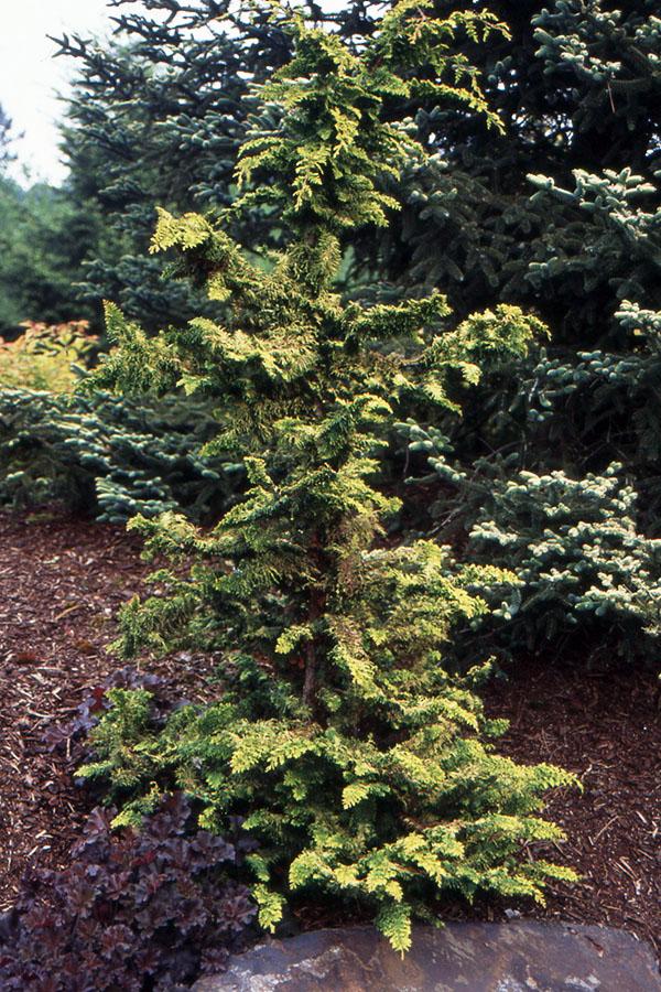 Chamaecyparis Obtusa 'confucius' - View 22 from www redcrocus com