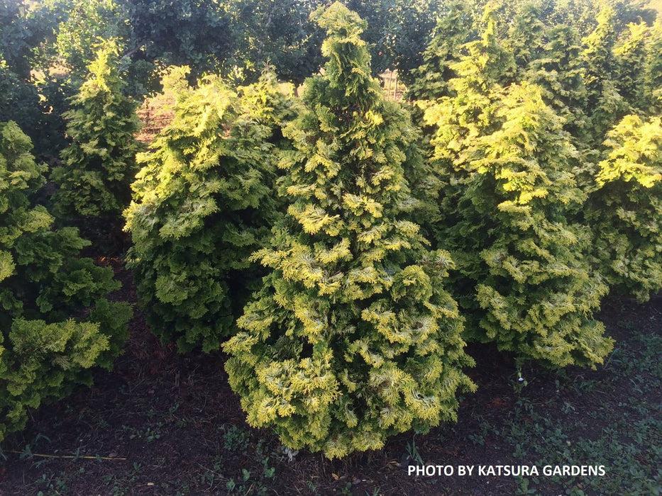Chamaecyparis Obtusa 'confucius' - View 23 from www redcrocus com