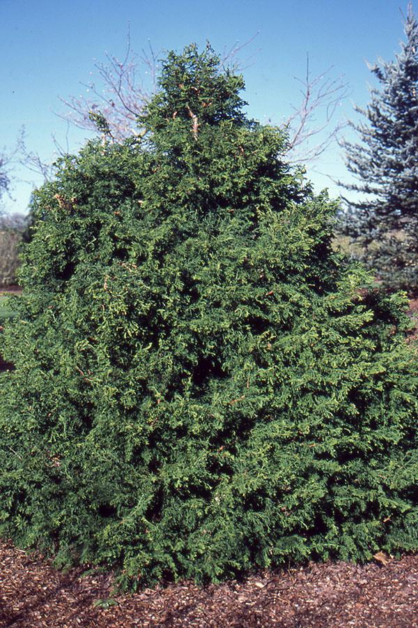 Chamaecyparis Obtusa 'confucius' - View 24 from www redcrocus com