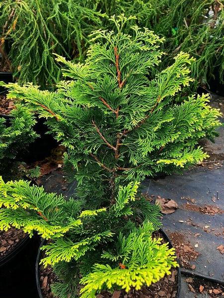 Chamaecyparis Obtusa 'confucius' - View 25 from www redcrocus com