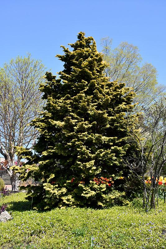 Chamaecyparis Obtusa 'confucius' - View 26 from www redcrocus com