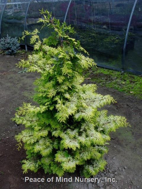 Chamaecyparis Obtusa 'confucius' - View 29 from www redcrocus com