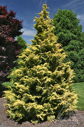 Chamaecyparis Obtusa 'confucius' - View 30 from www redcrocus com
