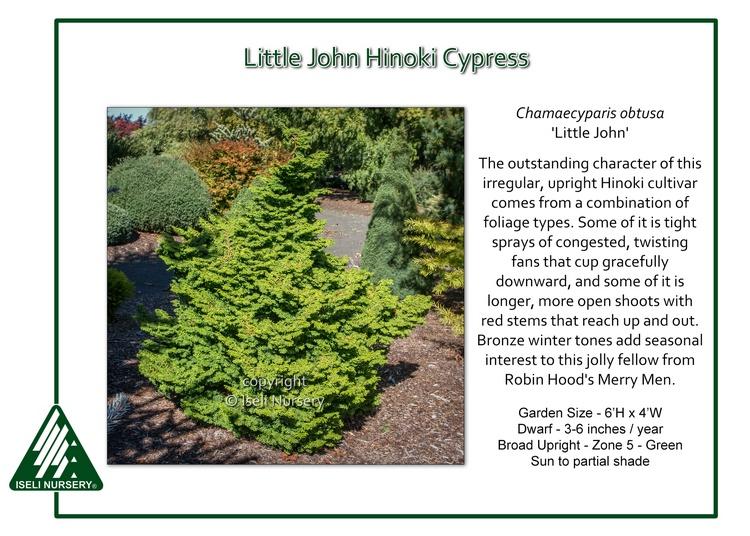 Chamaecyparis Obtusa 'confucius' - View 31 from www redcrocus com