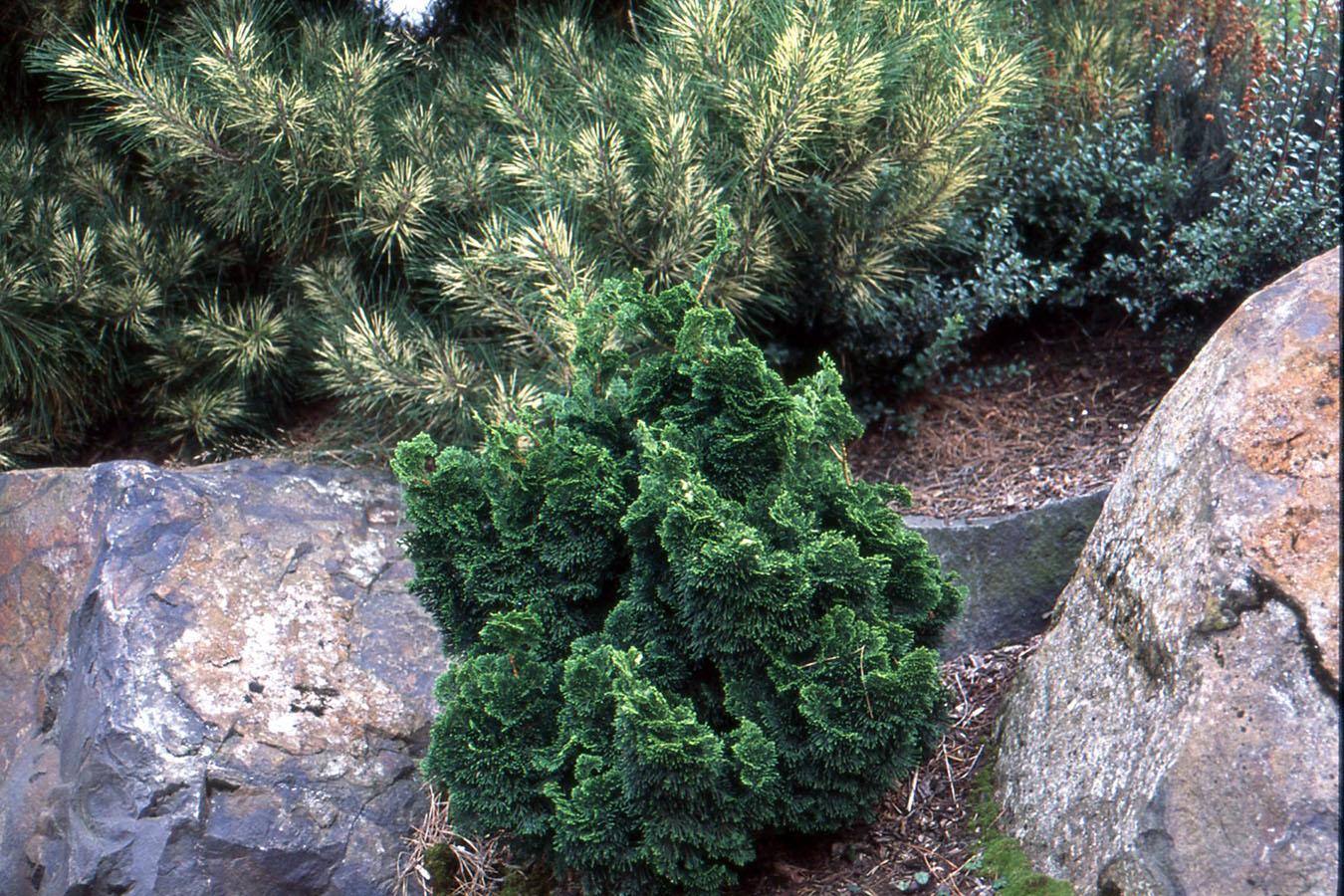 Chamaecyparis Obtusa 'confucius' - View 32 from www redcrocus com