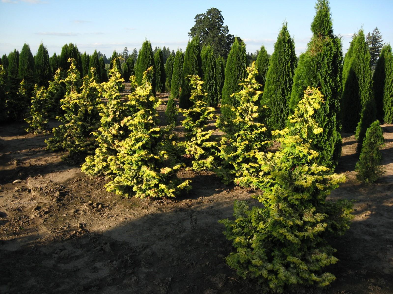 Chamaecyparis Obtusa 'confucius' - View 33 from www redcrocus com