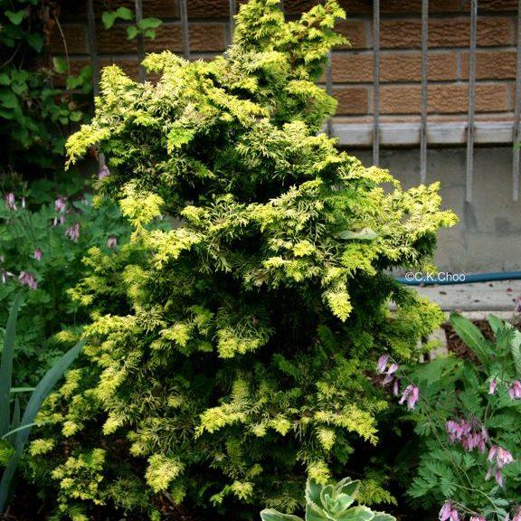 Chamaecyparis Obtusa 'confucius' - View 34 from www redcrocus com