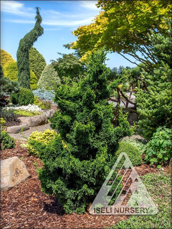 Chamaecyparis Obtusa 'confucius' - View 37 from www redcrocus com