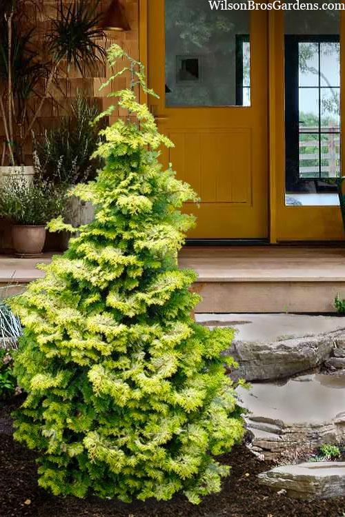 Chamaecyparis Obtusa 'confucius' - View 3 from www redcrocus com