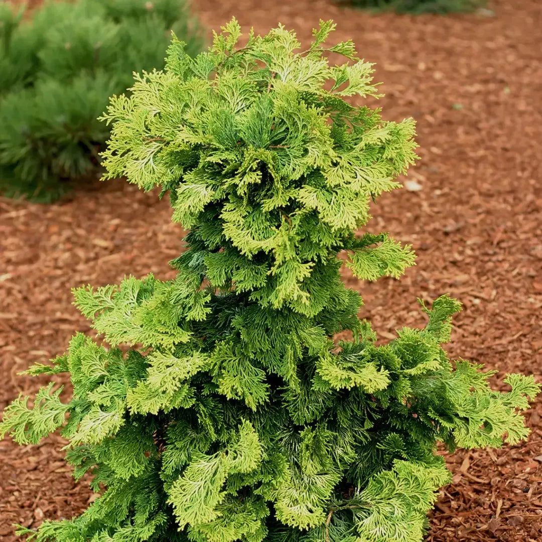 Chamaecyparis Obtusa 'confucius' - View 40 from www redcrocus com