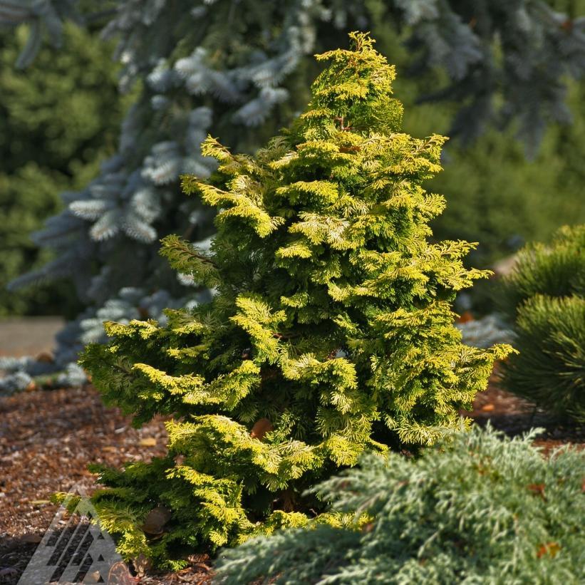 Chamaecyparis Obtusa 'confucius' - View 4 from www redcrocus com